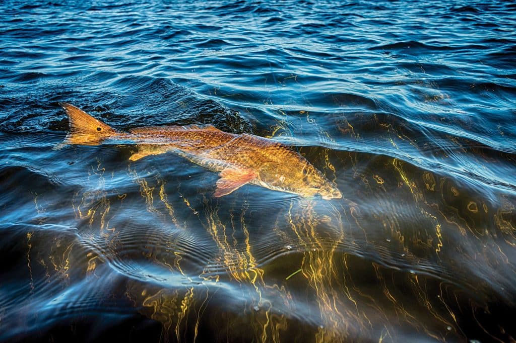 Redfish over a grass flat