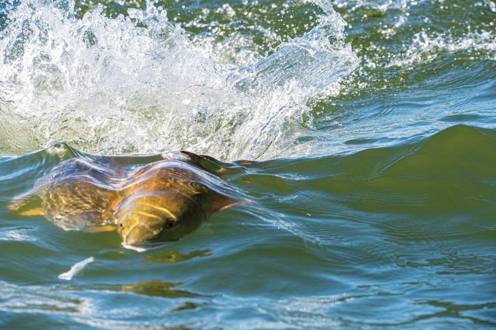 Targeting redfish using a surface lure