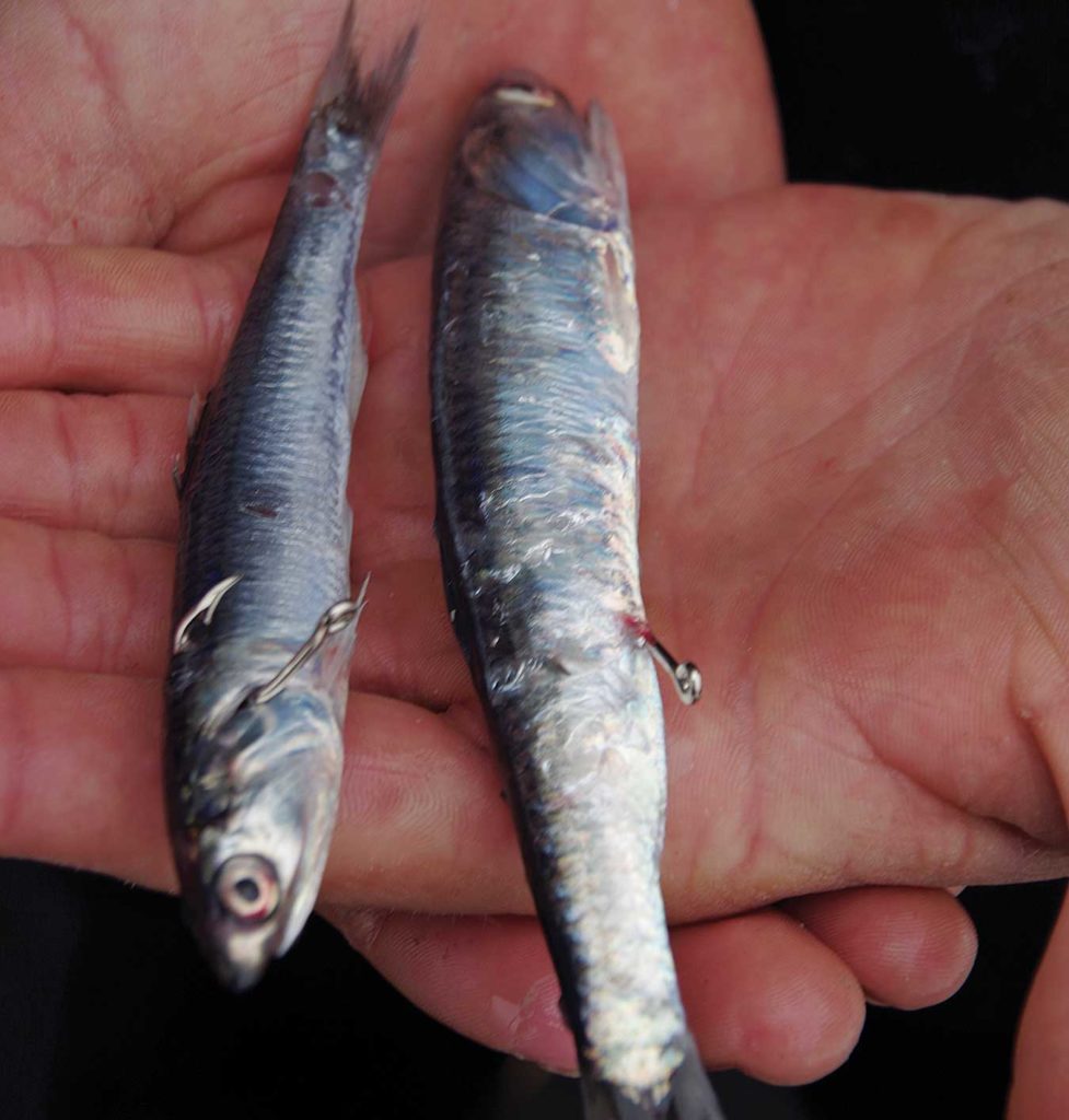 Live anchovies used to tuna bait