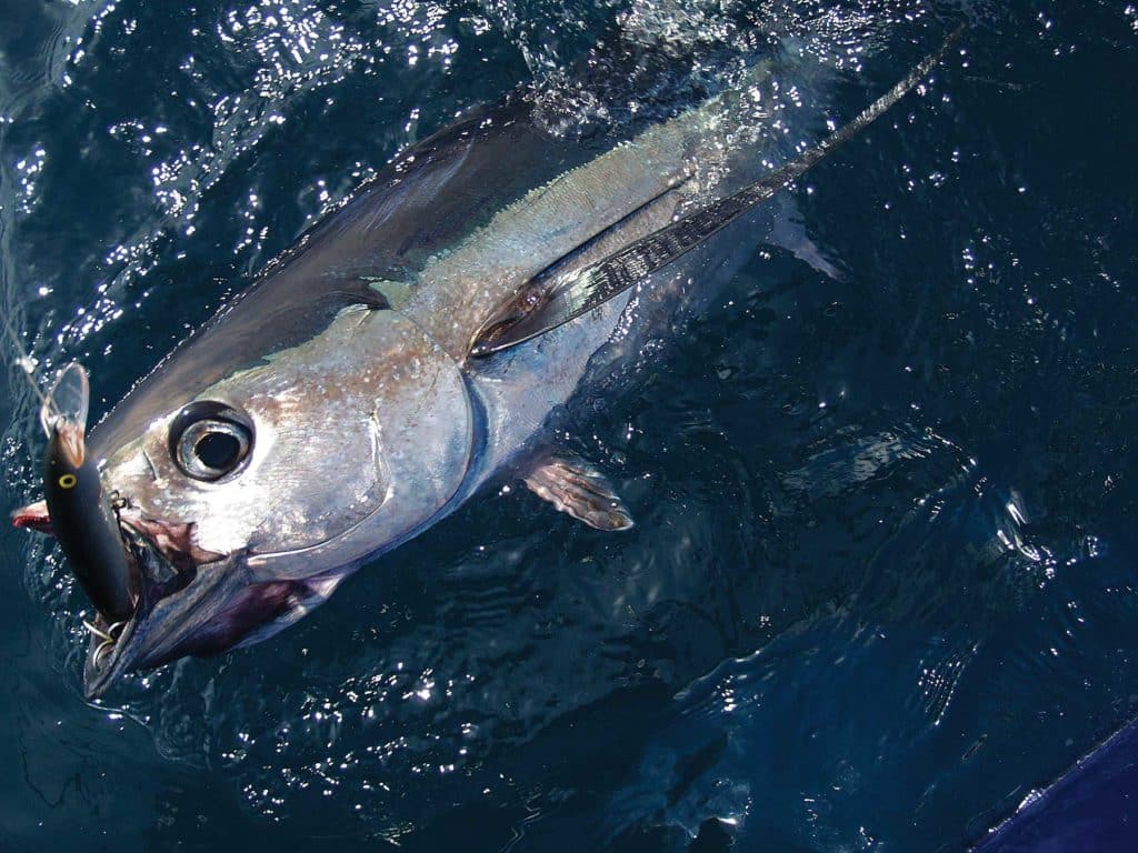 Tuna caught with a lipped plug