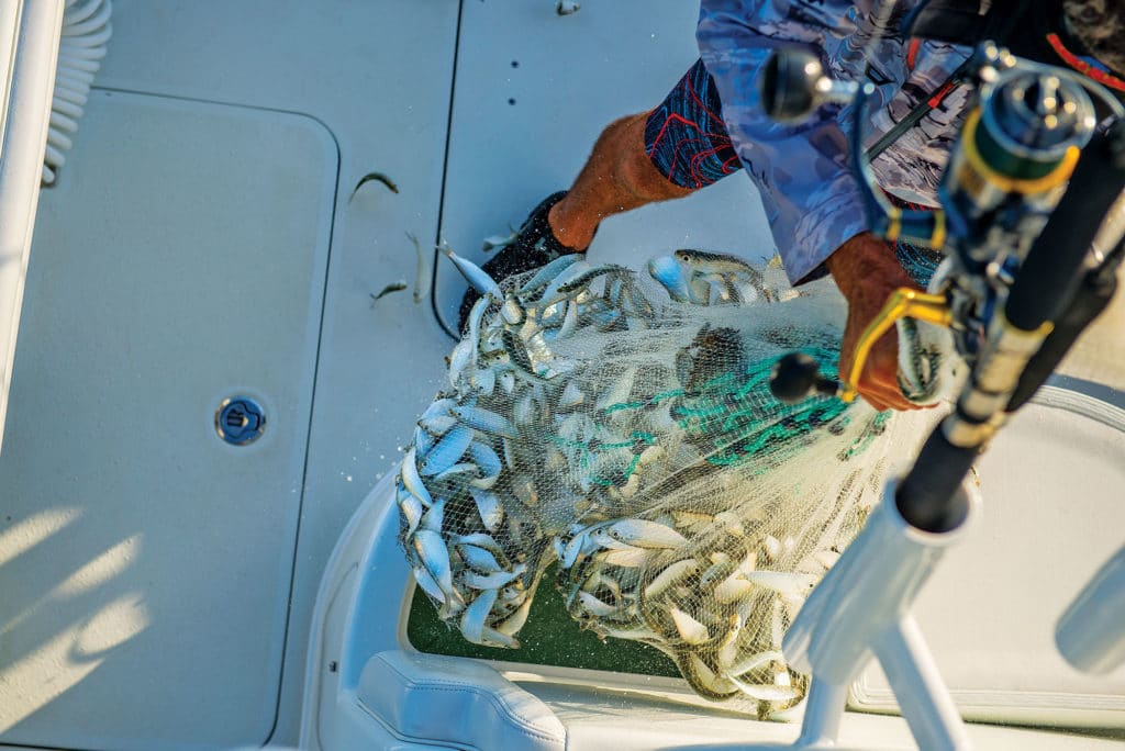 Loading baitfish into a livewell