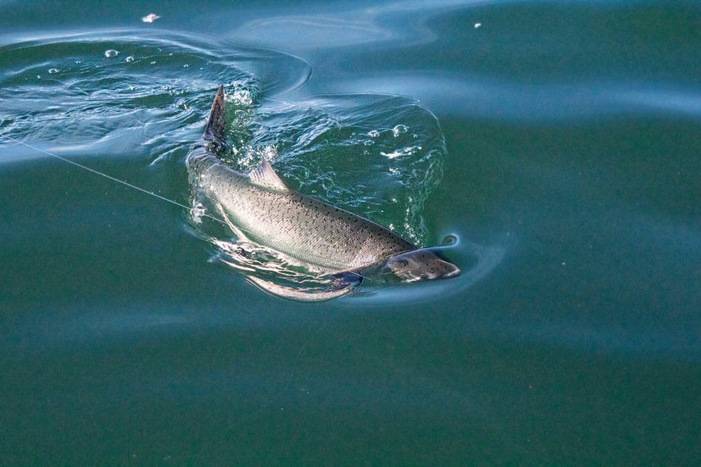 Battling a chinook salmon