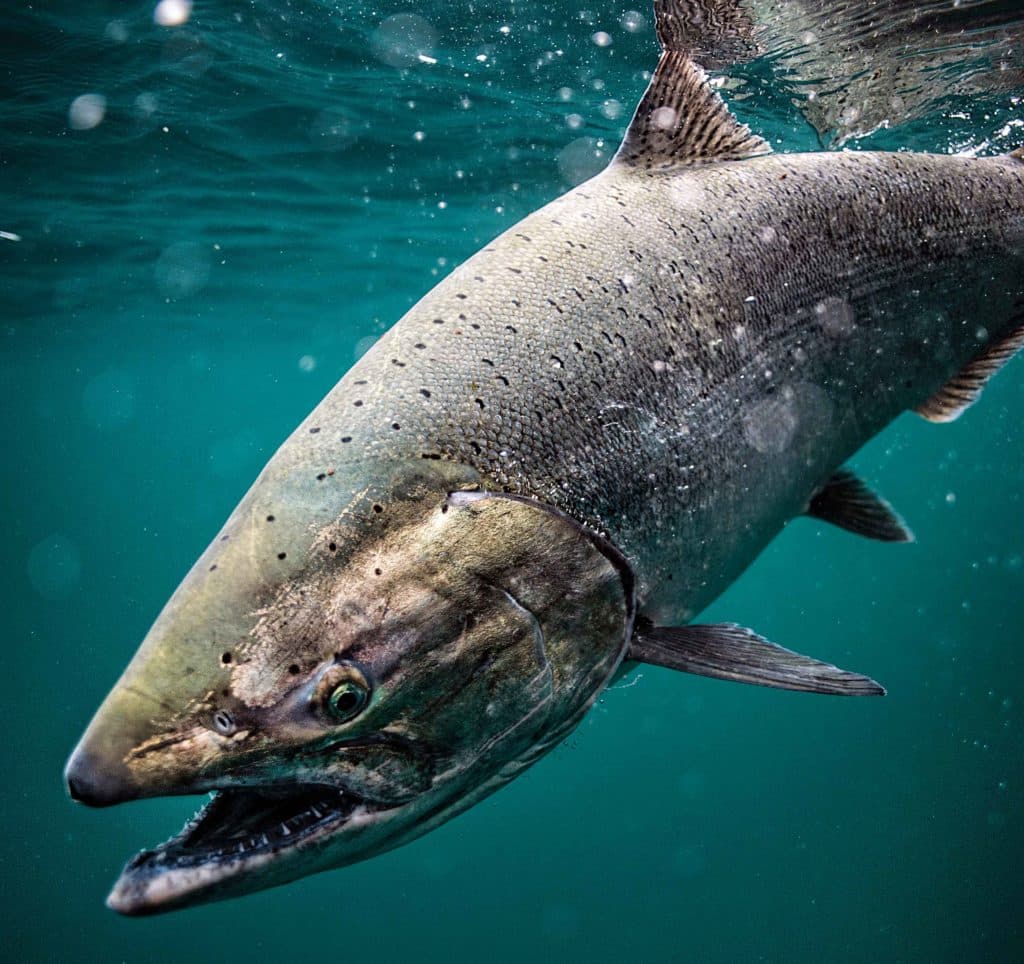 Chinook salmon needs protecting