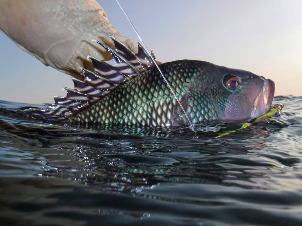 Black sea bass brought boatside