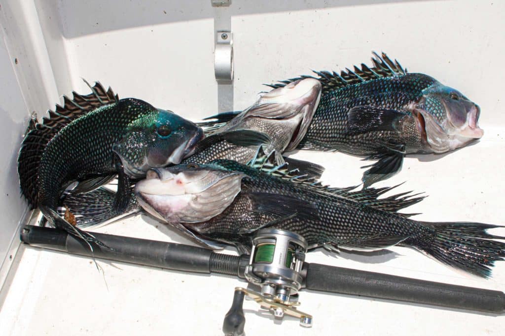 Multiple black sea bass on a boat