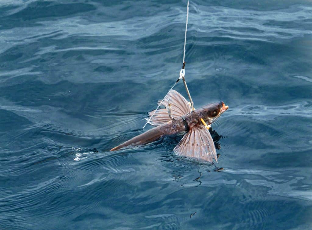 Flying-fish rig