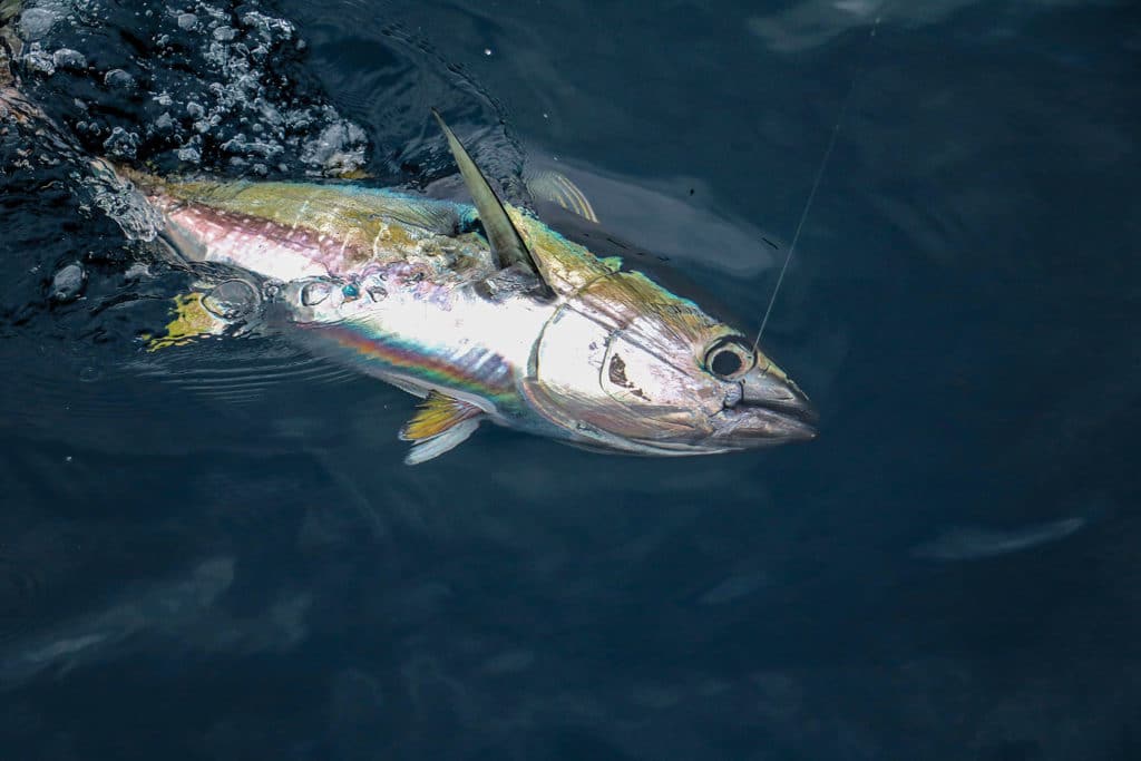 Tuna being reeled in towards boat