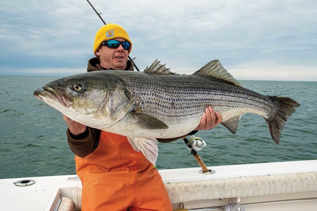 Large striped bass caught using eels