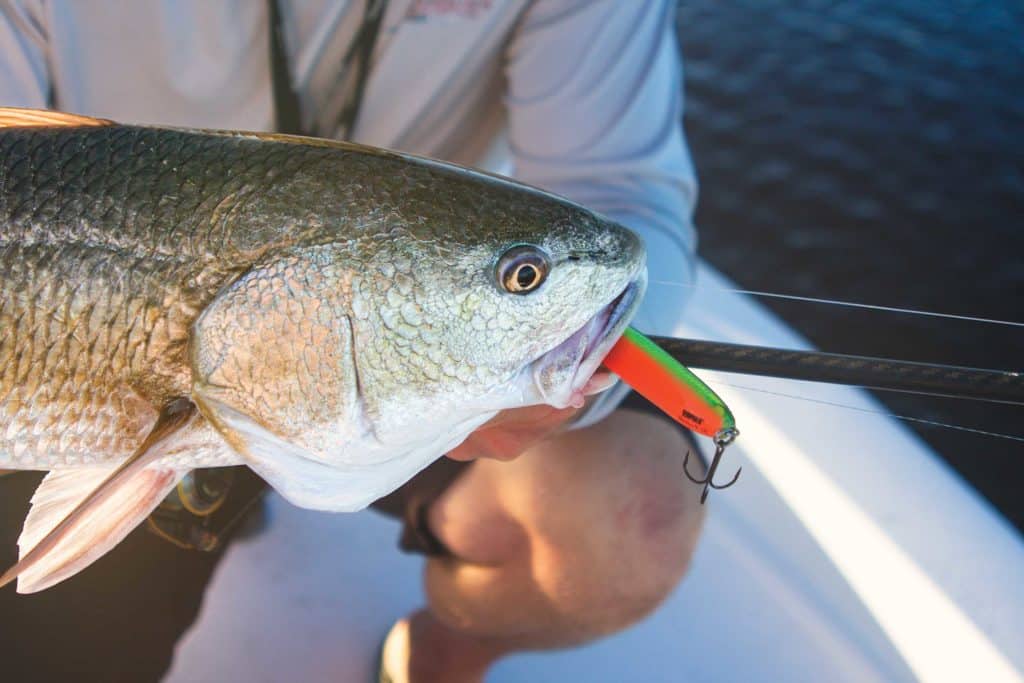 Redfish caught on a topwater plug