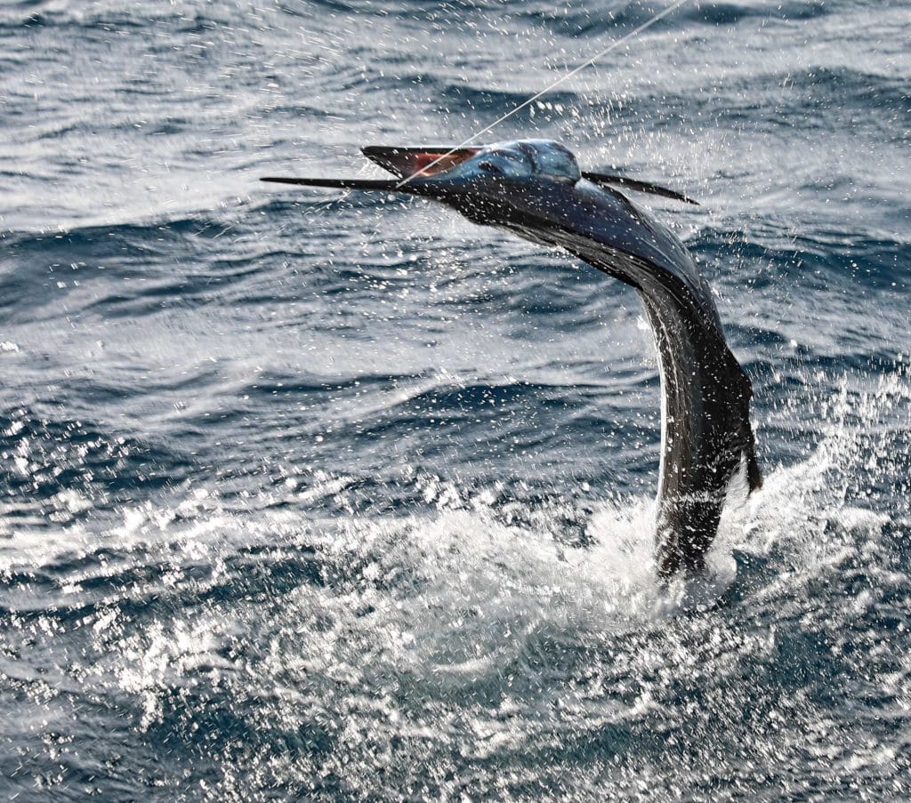 Sailfish jumping out of the water