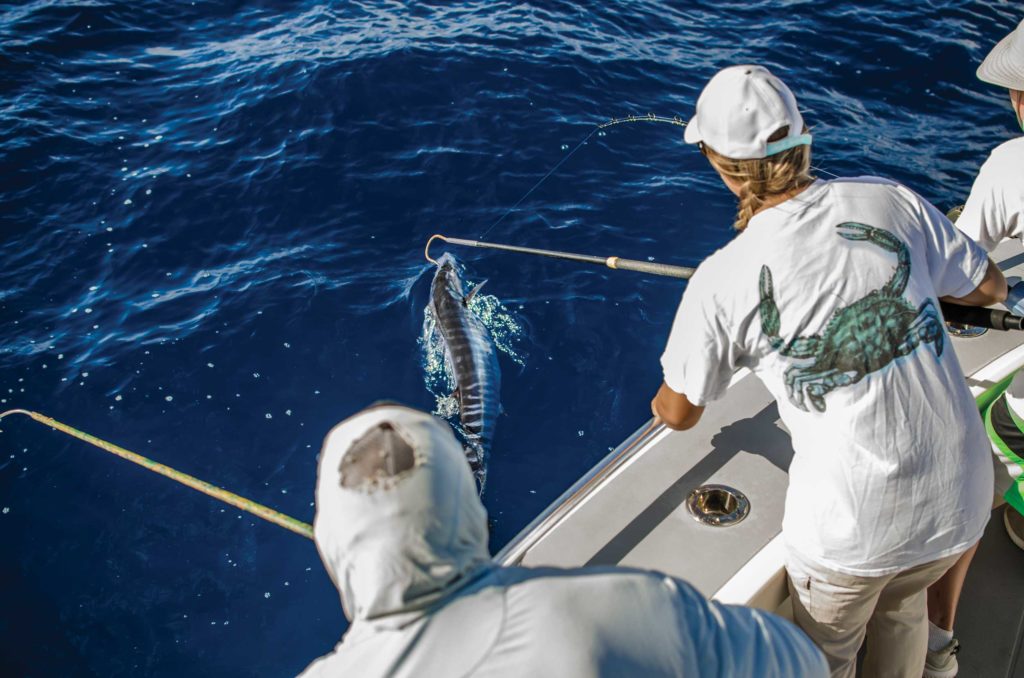 Gaffing a wahoo as it comes boatside