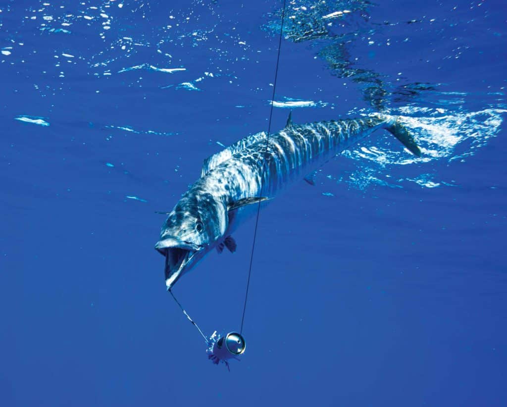 Wahoo caught using an artificial lure