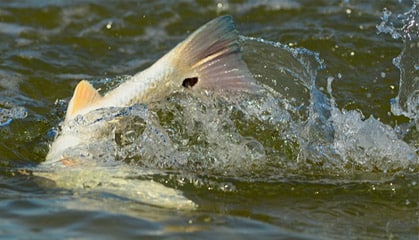 Redfish Thrashing