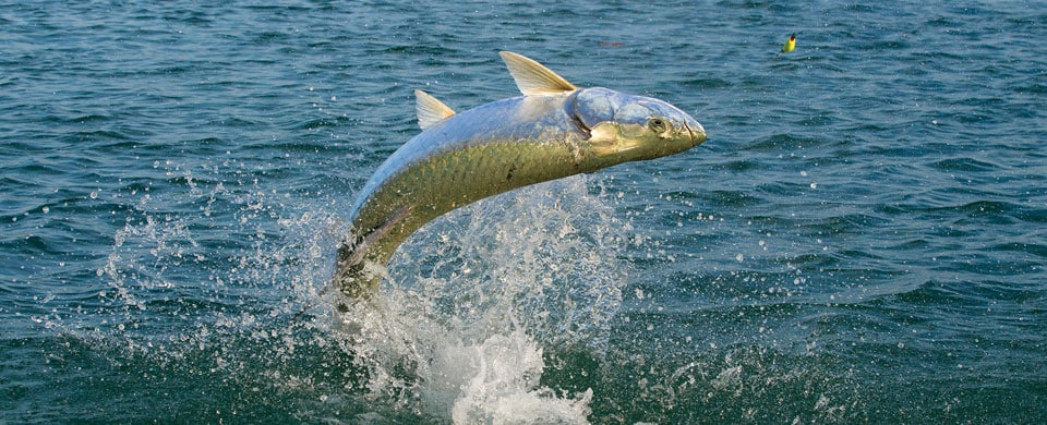 Tarpon