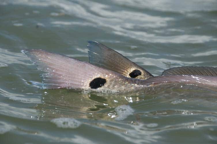 Fishing Texas