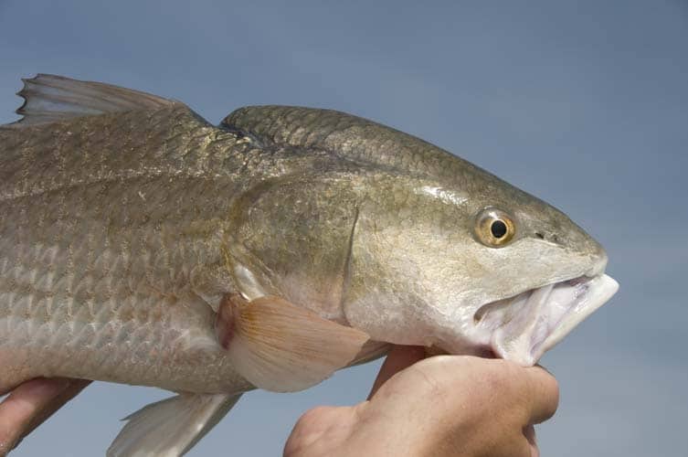 Fishing Texas