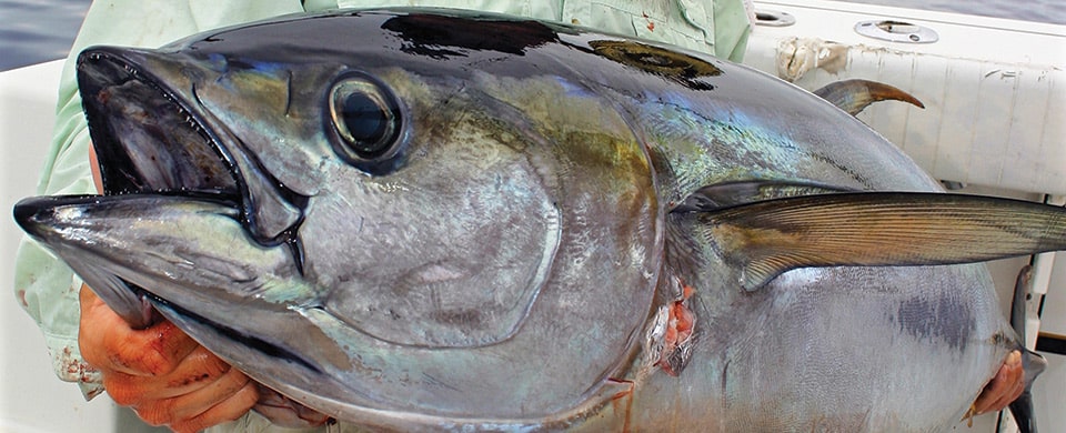 Mississippi Yellowfin Tuna