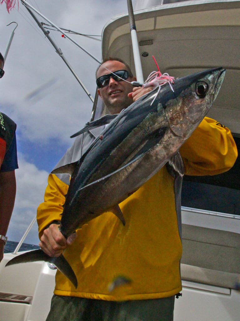 Albacore are easiest to identify by their slender body and their long pectoral fins.