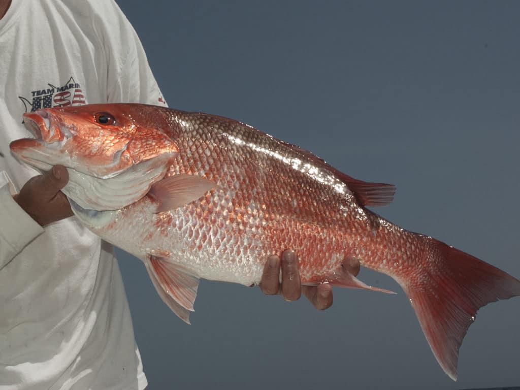 Alabama Sets Extended Red Snapper Season in State Waters