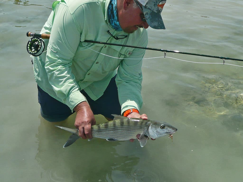 The pronounced green stripes on the back of this Abaco bonefish provide the perfect camouflage for the surroundings.