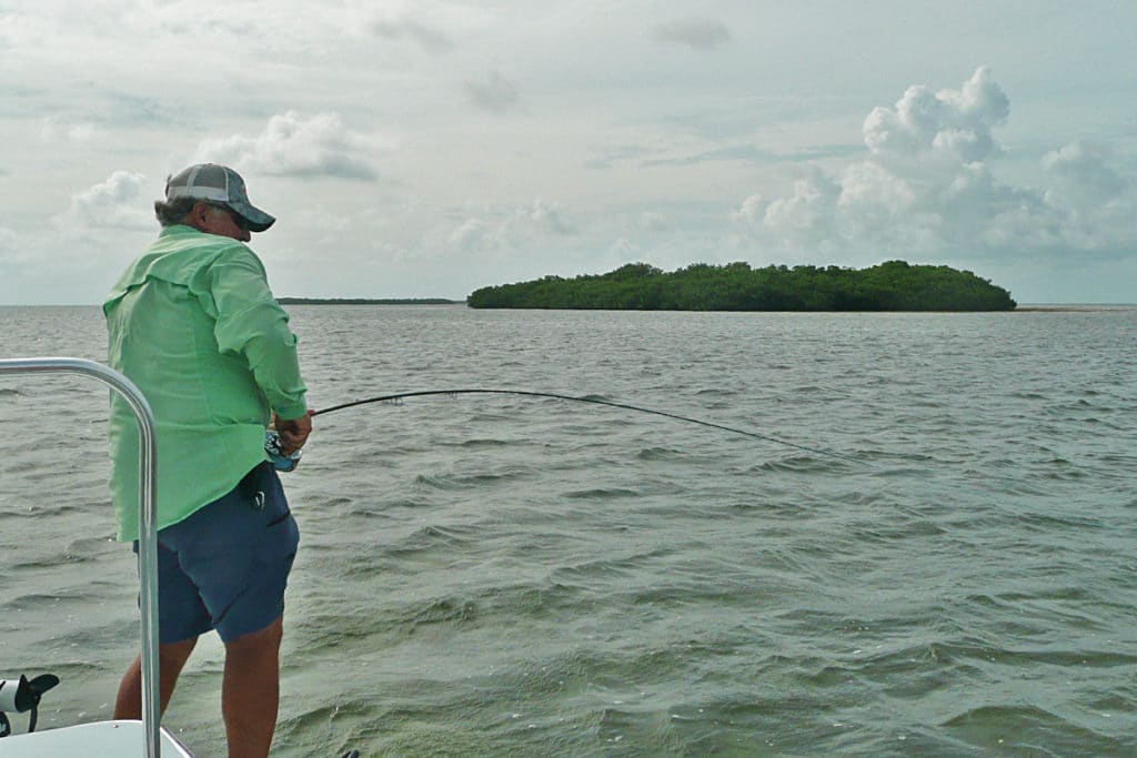 Florida Keys sharks