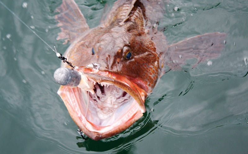 alsaka-salmon-lingcod.jpg