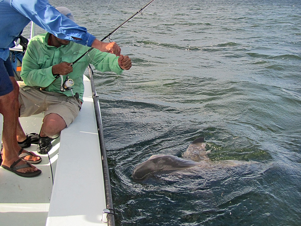 Friend helps angler bring big shark boatside