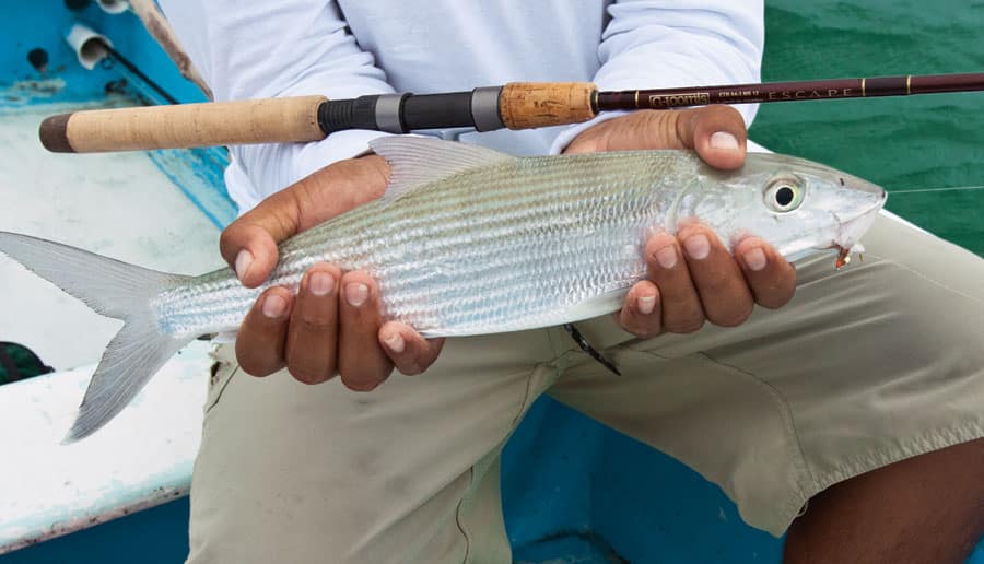 ascension-bay-bonefish.jpg