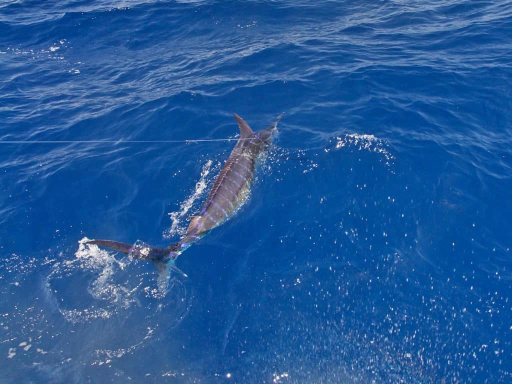 Blue marlin and white marlin are available as close as 12 miles from Punta Cana during the summer.