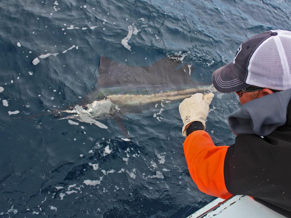 Two sailfish species are recognize, the Atlantic and the Pacific. The Latter grows considerably larger.