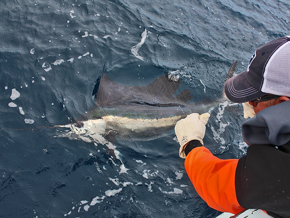 Sailfish migrate in mass off North Carolina's Outer Banks