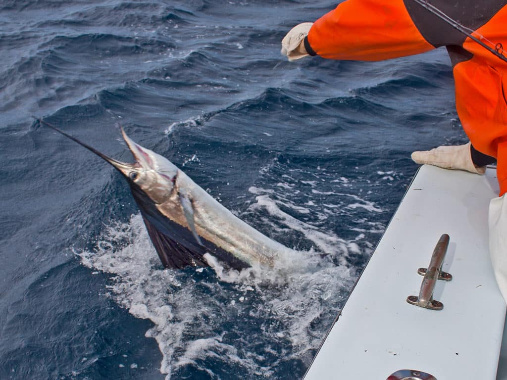 The spring sailfish run off Cancun, Mexico, is legendary.