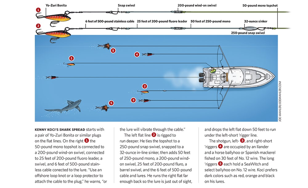 atlantic-sharks-05.jpg