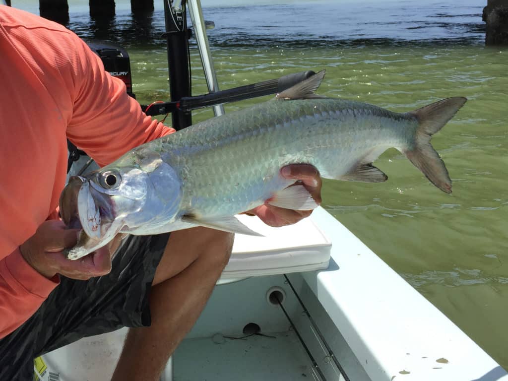 Usually not as fussy as the more heavily fished adults, baby tarpon eagerly attack just about any fly they can fit into their bucket mouths.