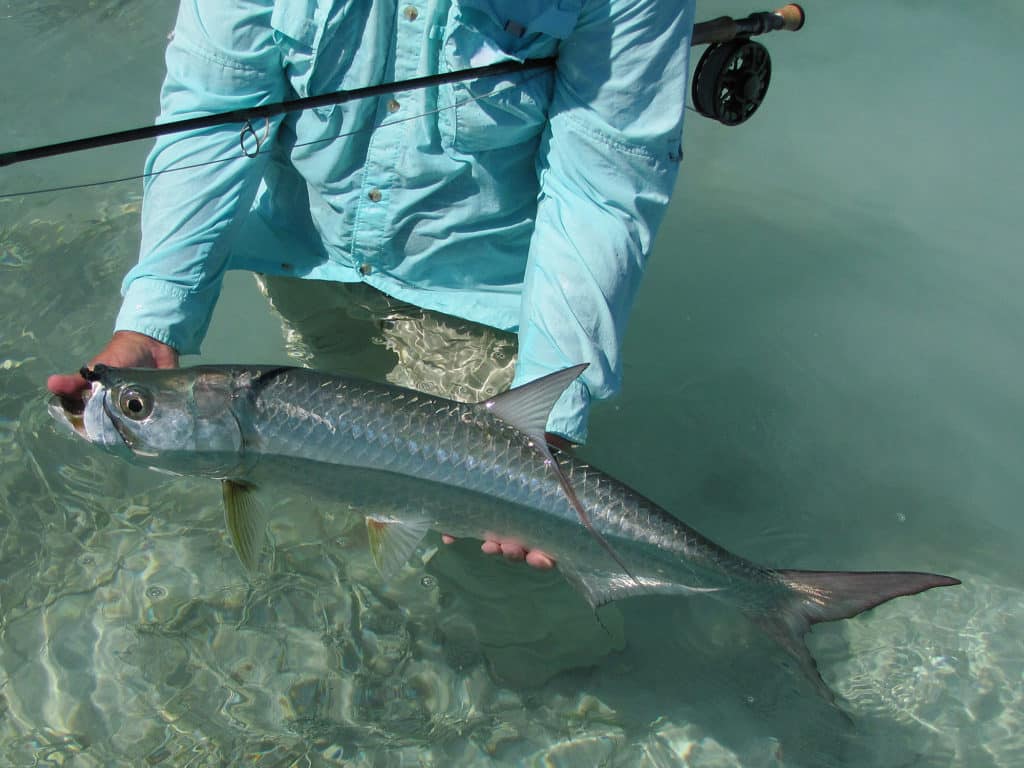 Tarpon, bonefish and permit patrol the flats surrounding Jardines de la Reina, Cuba.