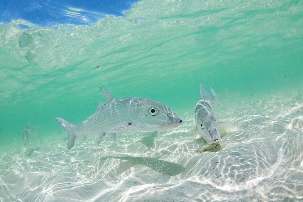 bahamas-bonefish-couples-05.jpg