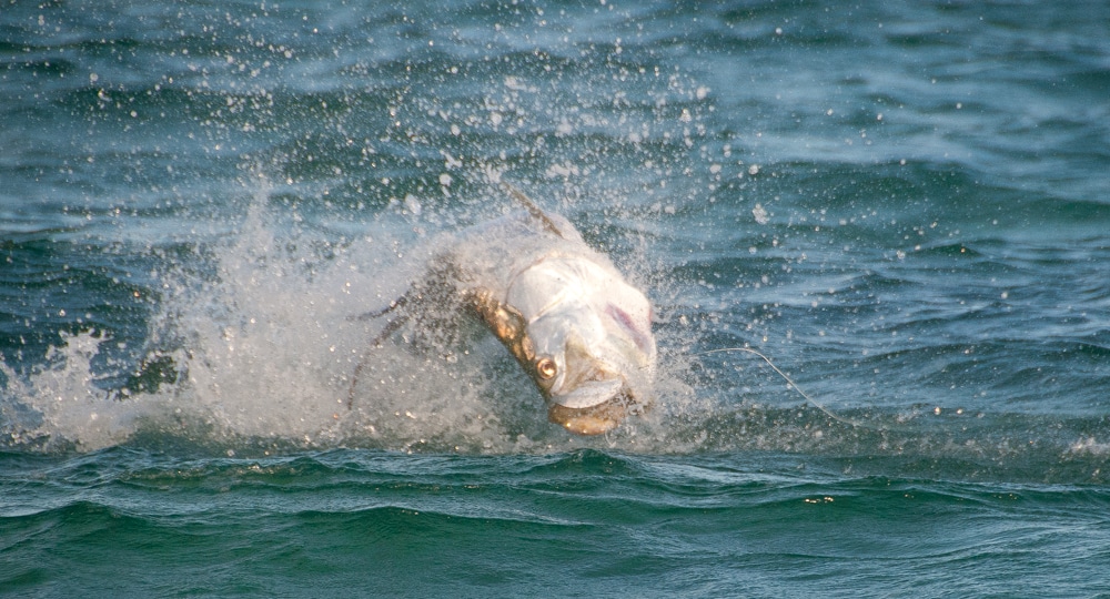 bahia-honda-tarpon-fishing-04.jpg