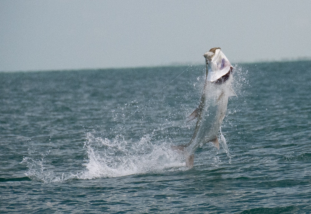 bahia-honda-tarpon-fishing-07.jpg