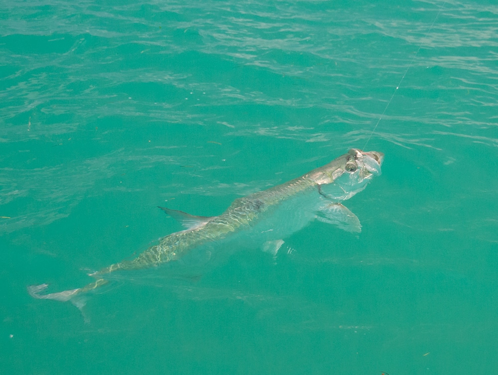 bahia-honda-tarpon-fishing-13.jpg