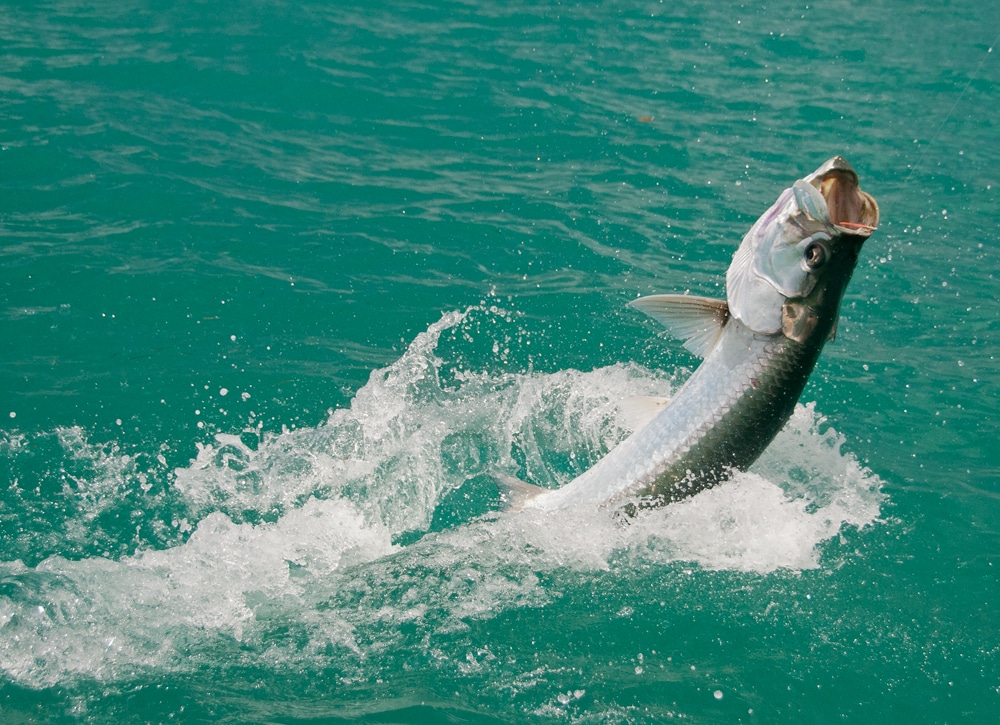 bahia-honda-tarpon-fishing-18.jpg