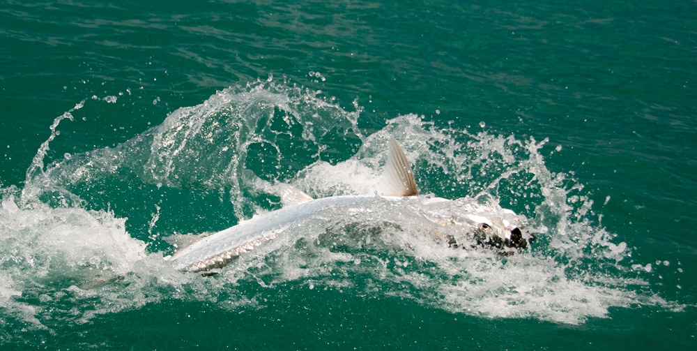 bahia-honda-tarpon-fishing-19.jpg