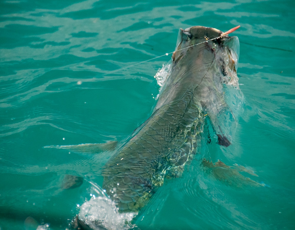 bahia-honda-tarpon-fishing-21.jpg