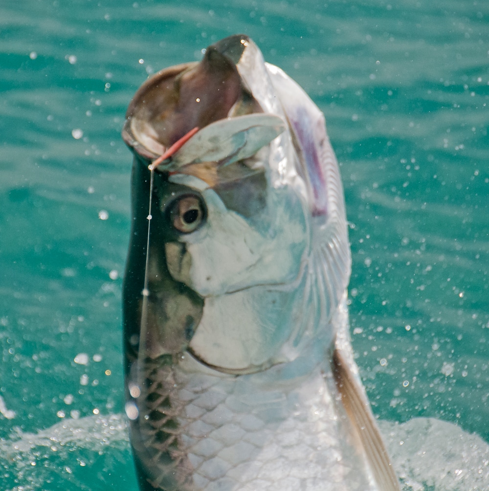 bahia-honda-tarpon-fishing-22.jpg