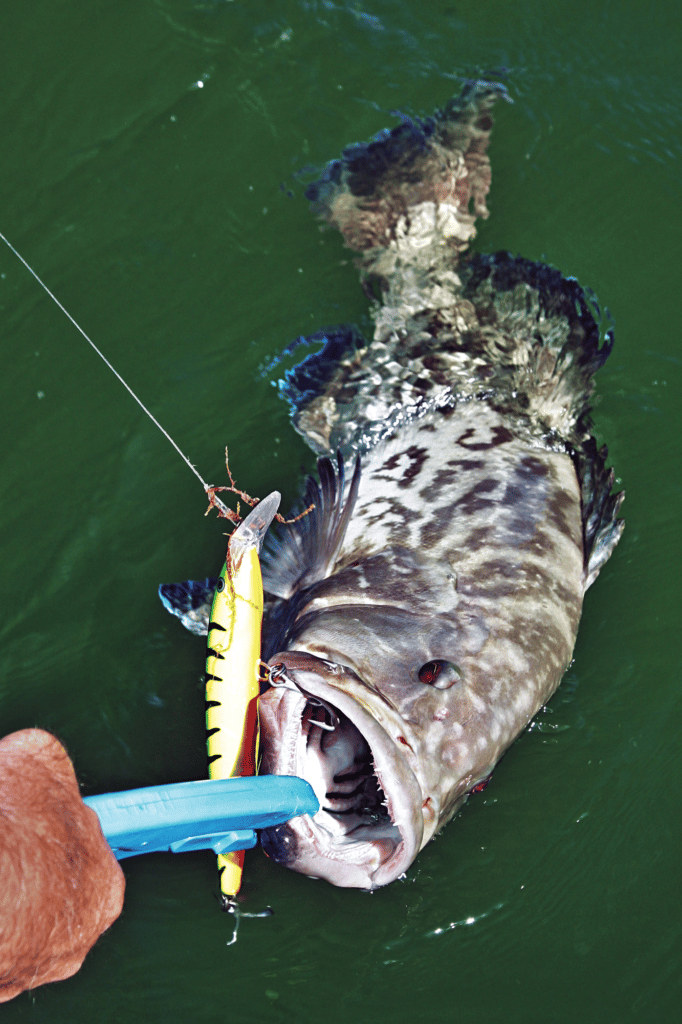 fishing for grouper with plugs