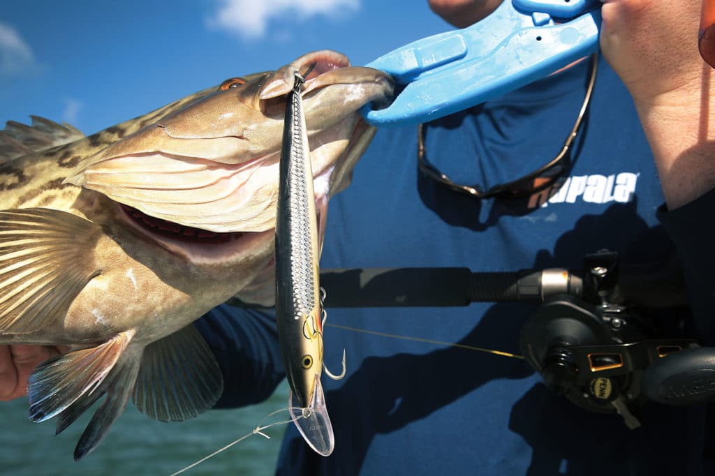 using plugs for grouper