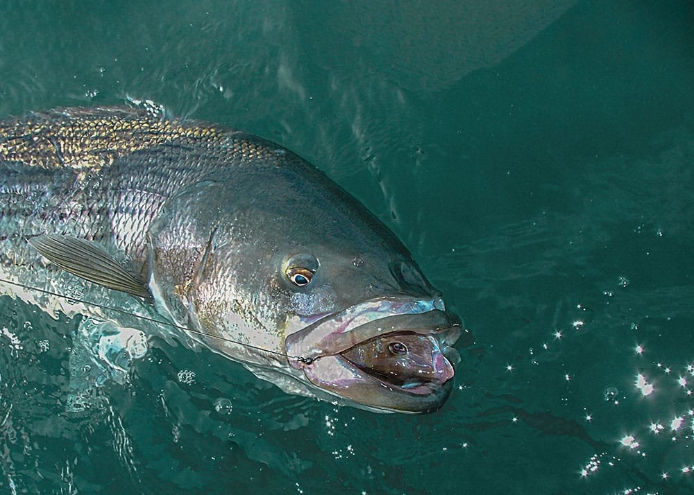 Striper Fishing Around Bunker Schools