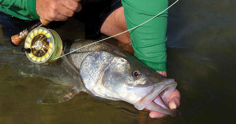 snook catch on fly