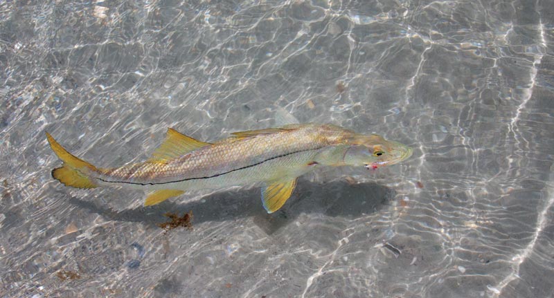 snook in shallow water
