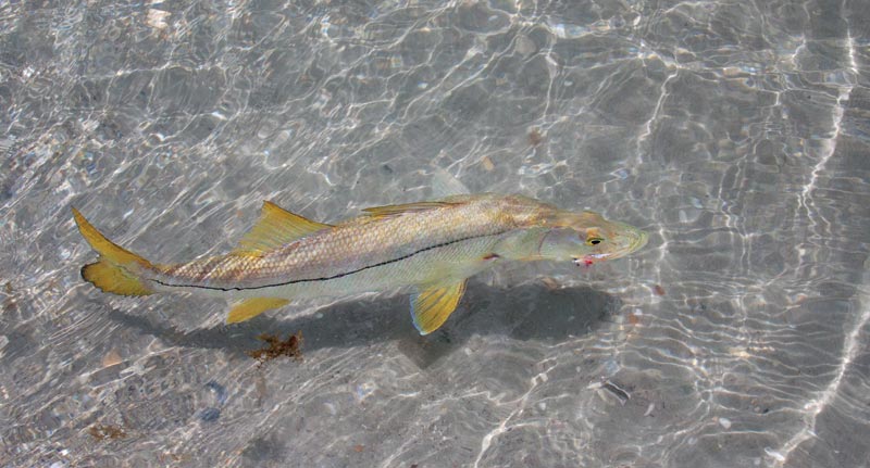 beach-snook-swimming.jpg