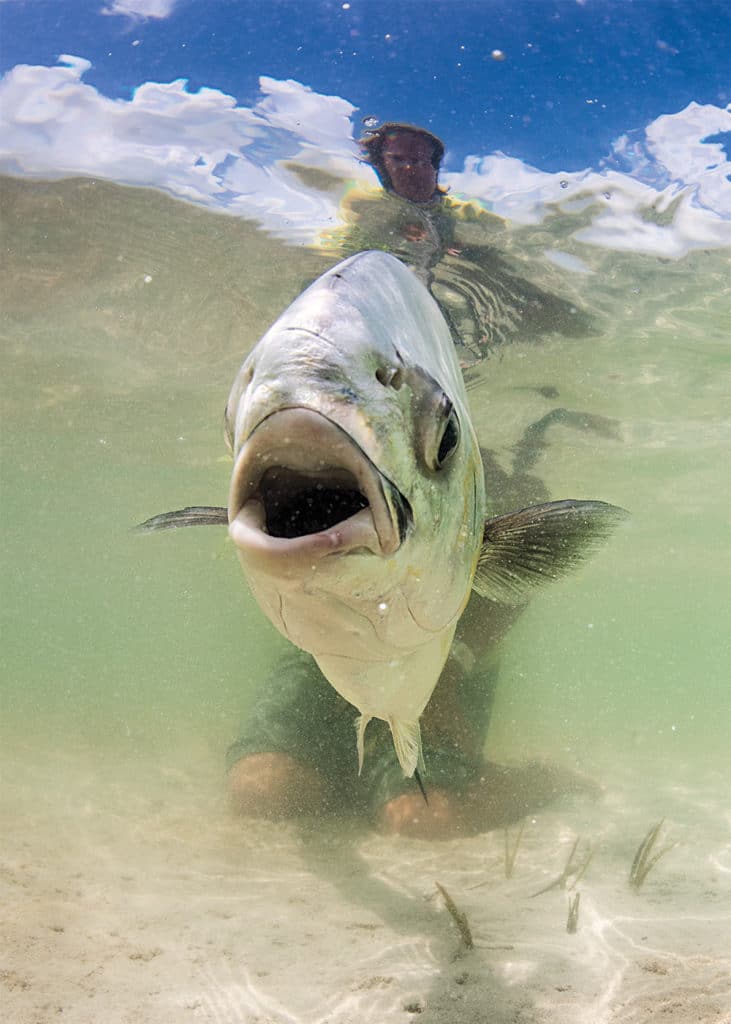 Permit caught in Belize